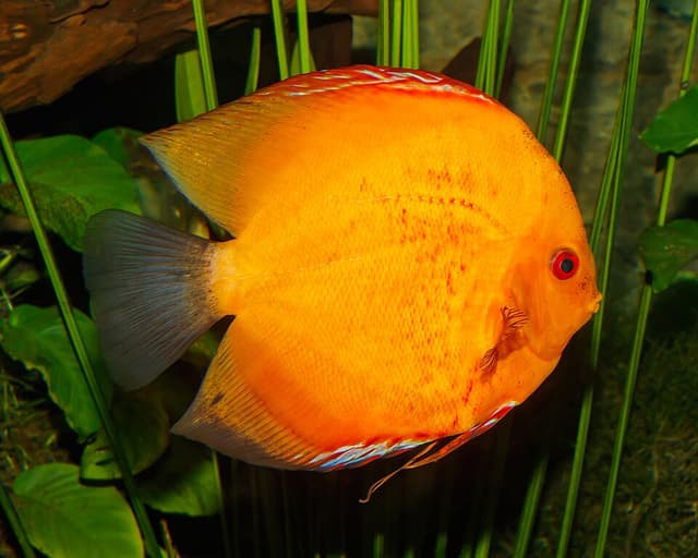 Discus