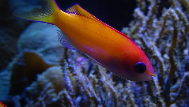 Dispar Anthias