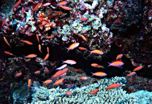 Dispar Anthias