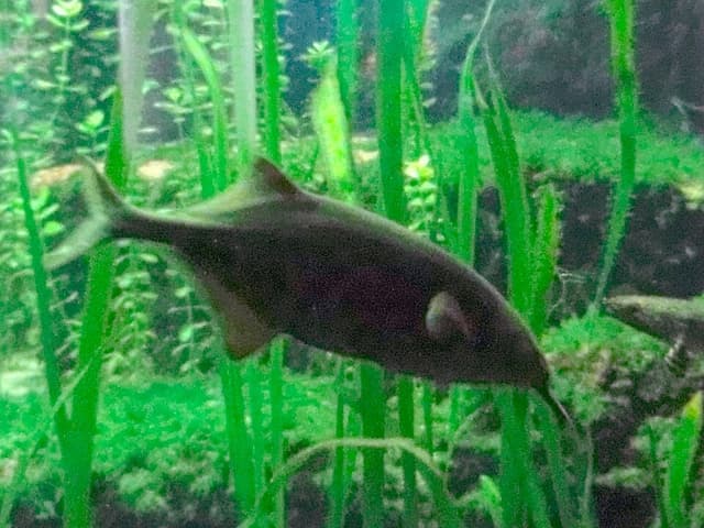 Elephant Nose Fish