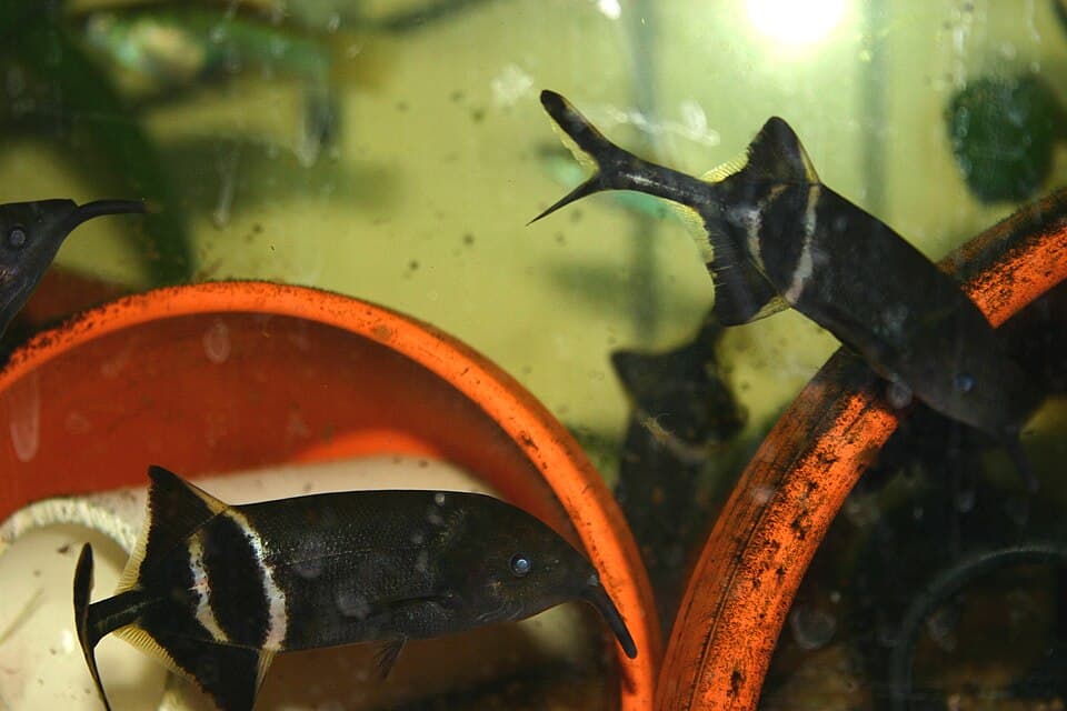 Elephant Nose Fish