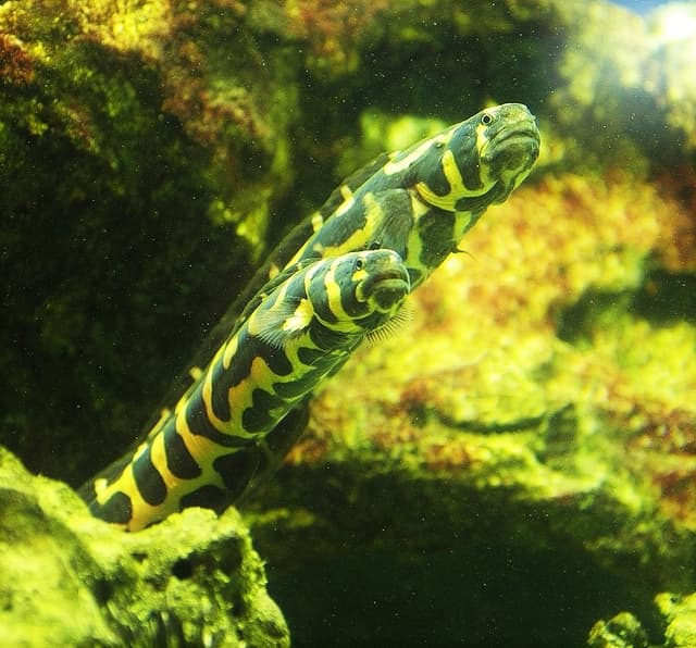 Engineer Goby