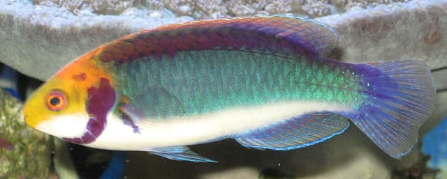 Solar Fairy Wrasse