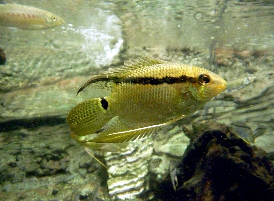 Festivum Cichlid
