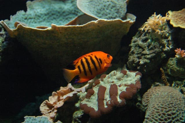 Flame Angelfish
