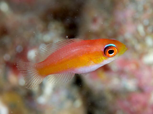 Carpenter's Flasher Wrasse