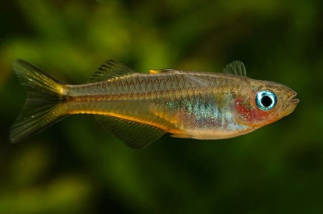 Forktail Rainbow