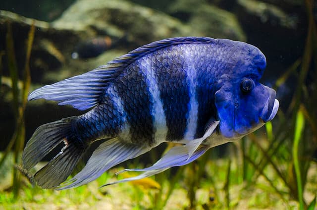 Frontosa