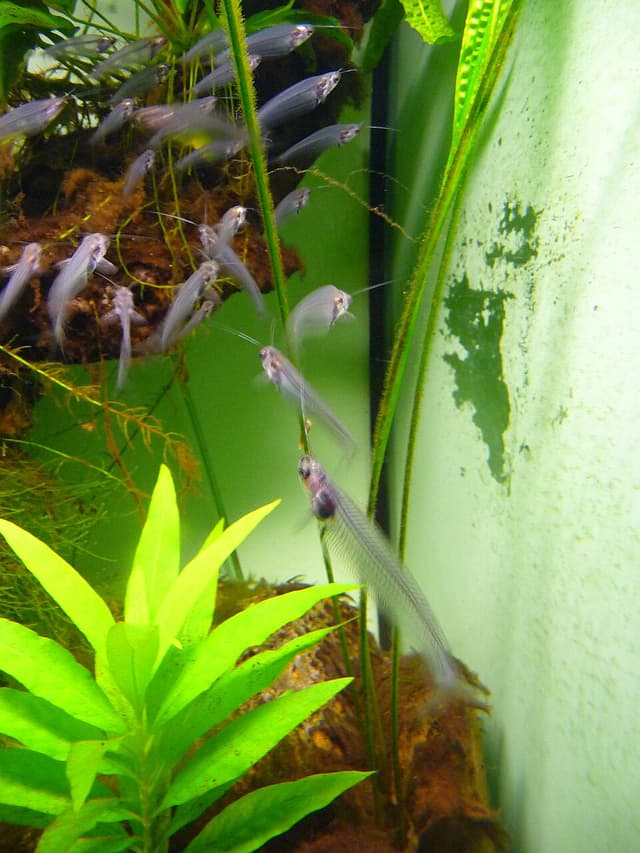 Glass Catfish
