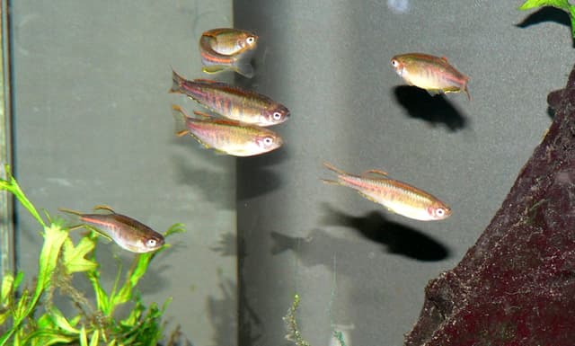Glowlight Danio
