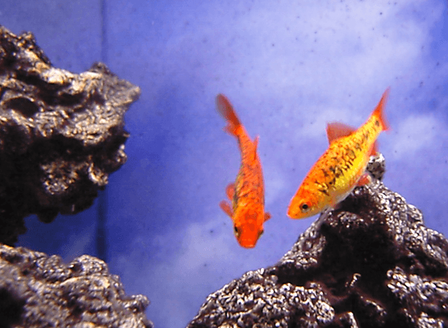 Gold Barb