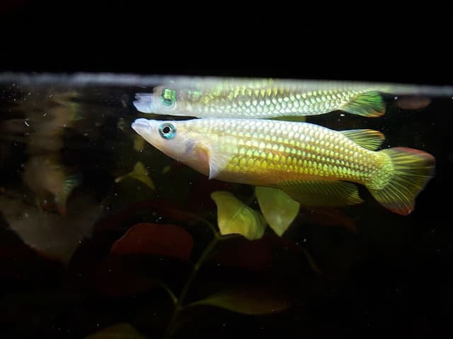 Golden Wonder Killifish
