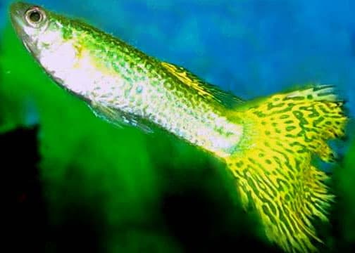 Fancy Guppy