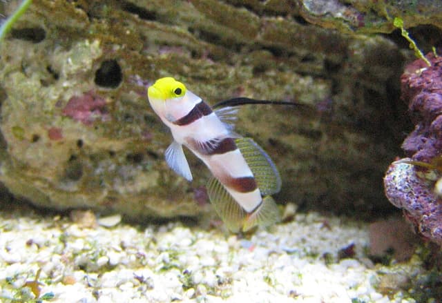 Hi-Fin Banded Goby
