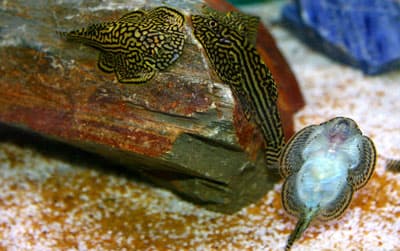 Hillstream Loach