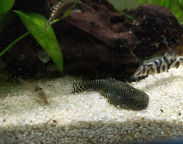 Hillstream Loach