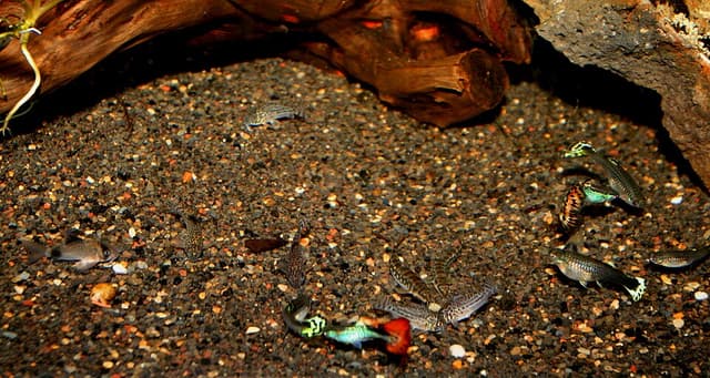 Julii Corydoras