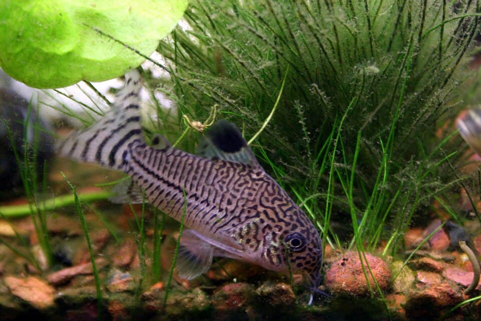 Julii Corydoras