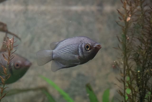 Kissing Gourami