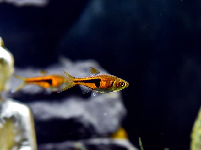Lambchop Rasbora