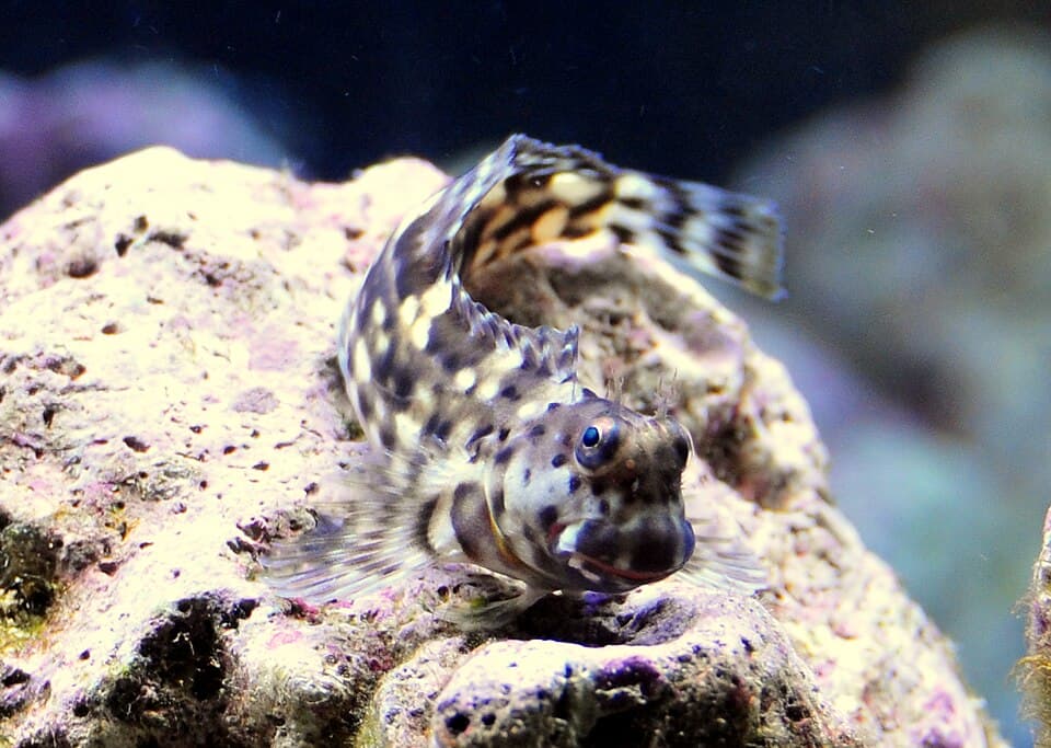 Lawnmower Blenny