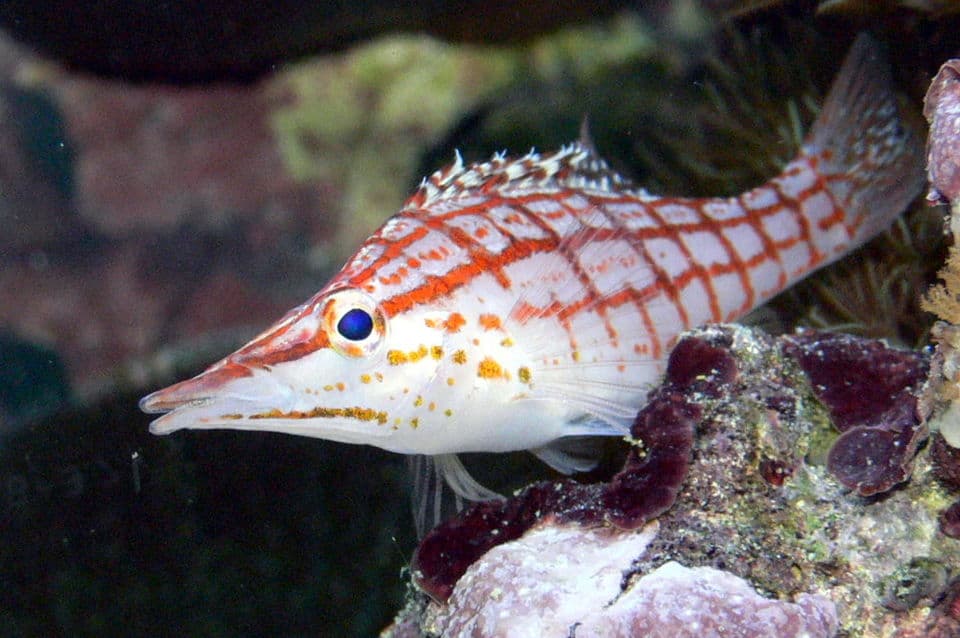 Longnose Hawkfish