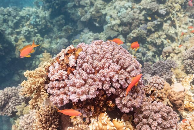 Lyretail Anthias