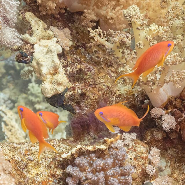 Lyretail Anthias
