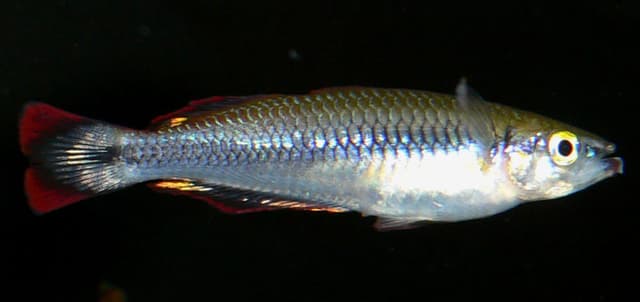 Madagascar Rainbow