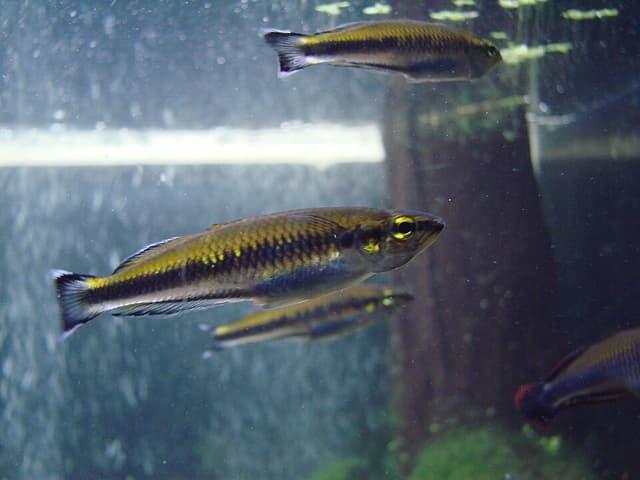 Madagascar Rainbow