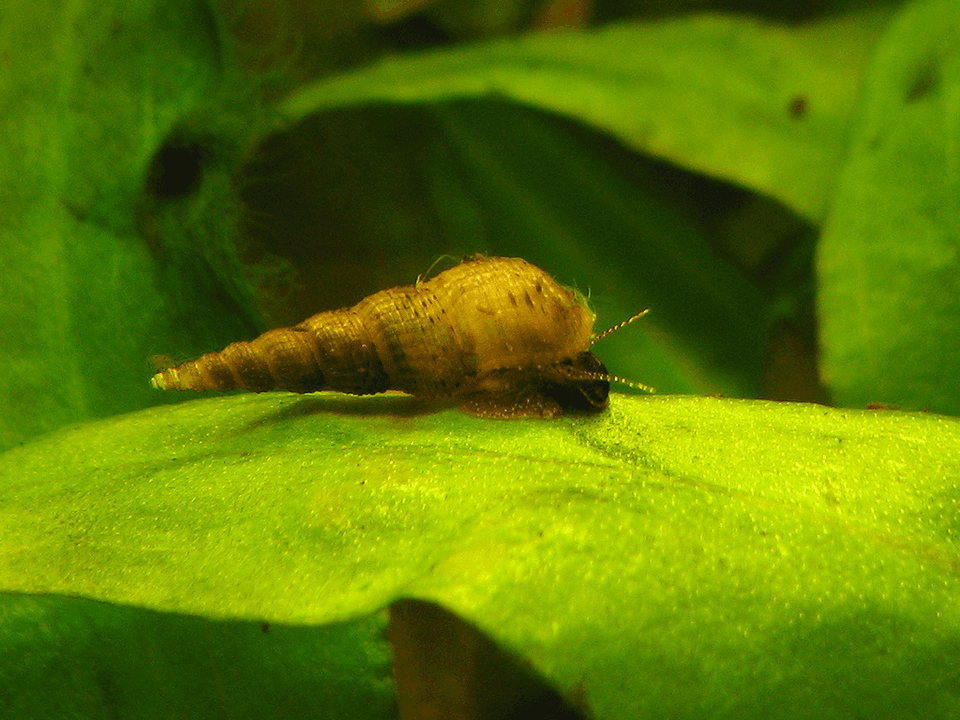 Malaysian Trumpet Snail