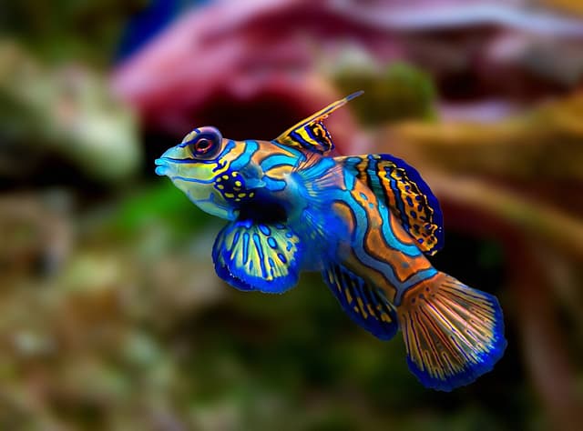Mandarin Dragonet