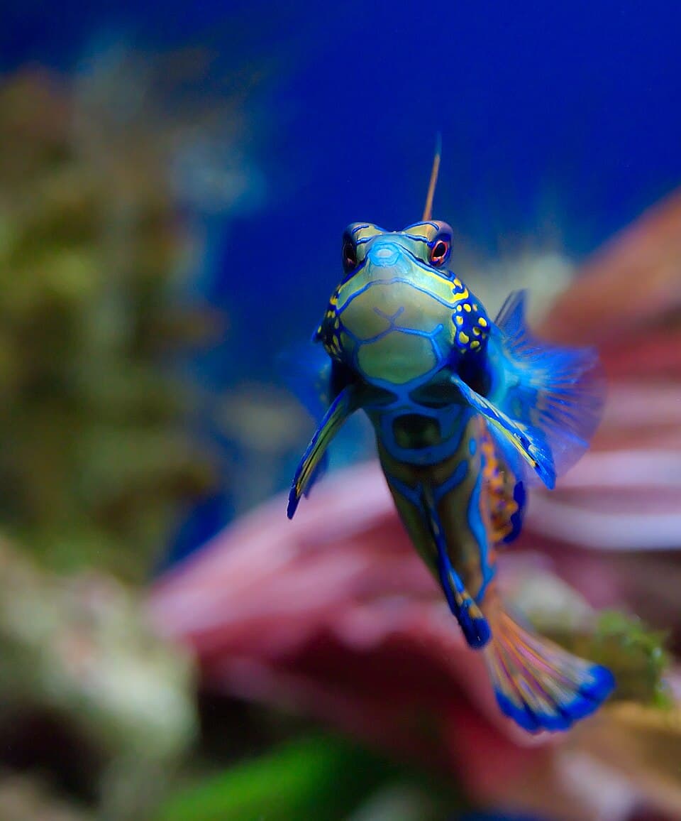 Mandarin Dragonet