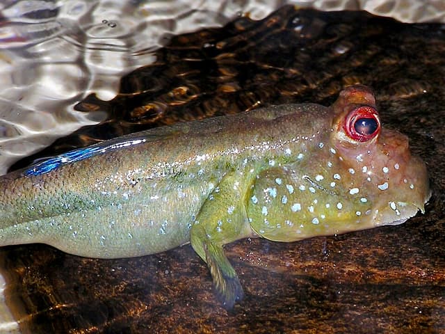 Atlantic Mudskipper