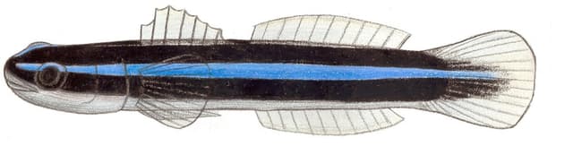 Neon Goby