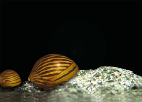Nerite Snail