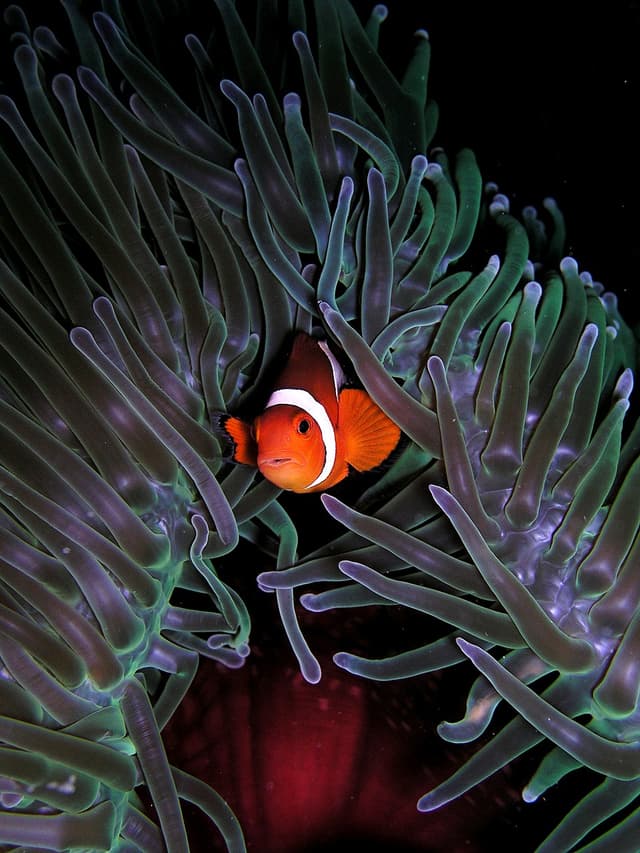 Ocellaris Clownfish
