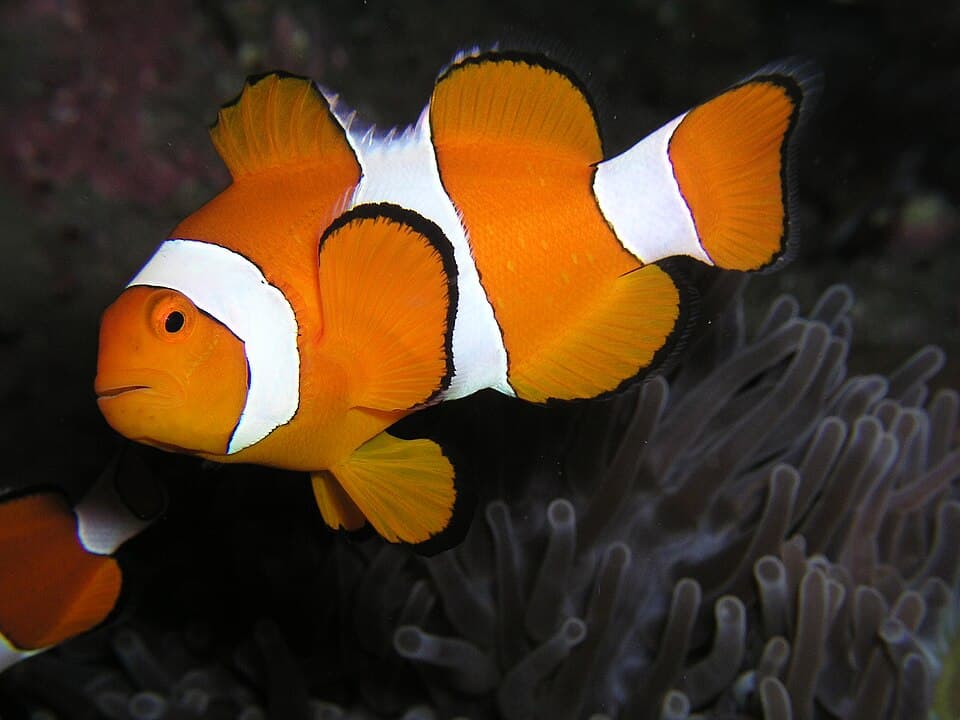 Healthy Ocellaris clownfish (Amphiprion ocellaris) — the most affected species. Wild-caught and freshly-imported clownfish develop Brooklynellosis under transport stress: thick gray-white mucus that peels and sheds in visible sheets across the head and gills, often within 24 hours of stocking. Photographic references of active outbreaks are kept in hobbyist quarantine threads on Humble.Fish and Reef2Reef rather than open archives.