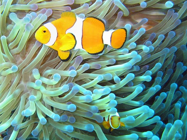 Ocellaris Clownfish