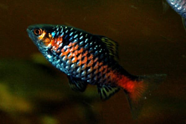 Odessa Barb