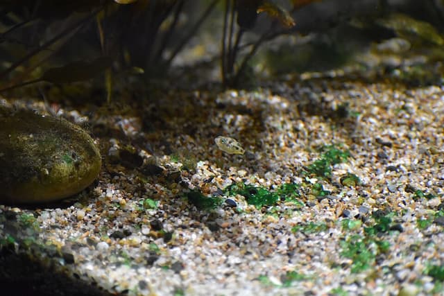 Pea Puffer