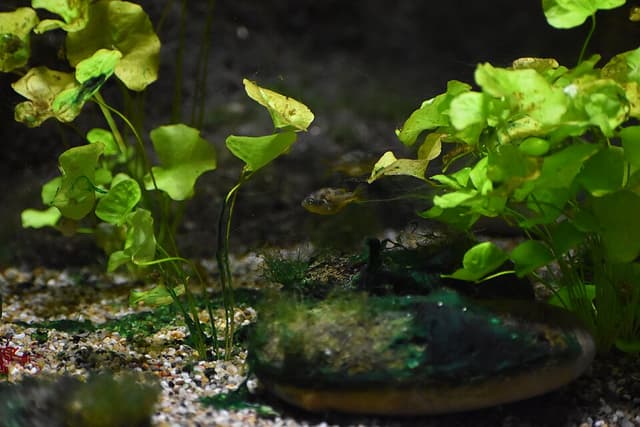 Pea Puffer