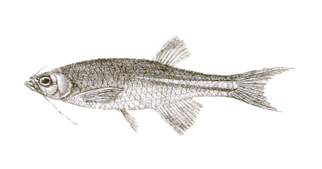 Pearl Danio