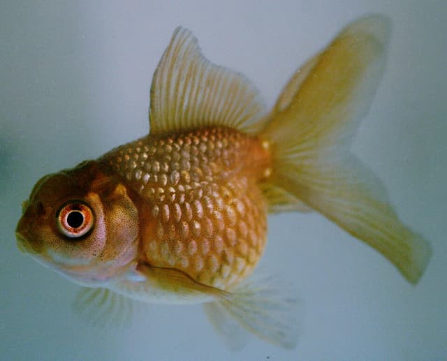 Pearlscale Goldfish