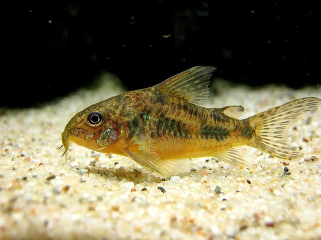 Peppered Corydoras