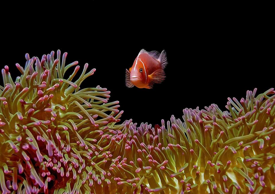 Pink Skunk Clownfish