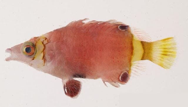 Possum Wrasse