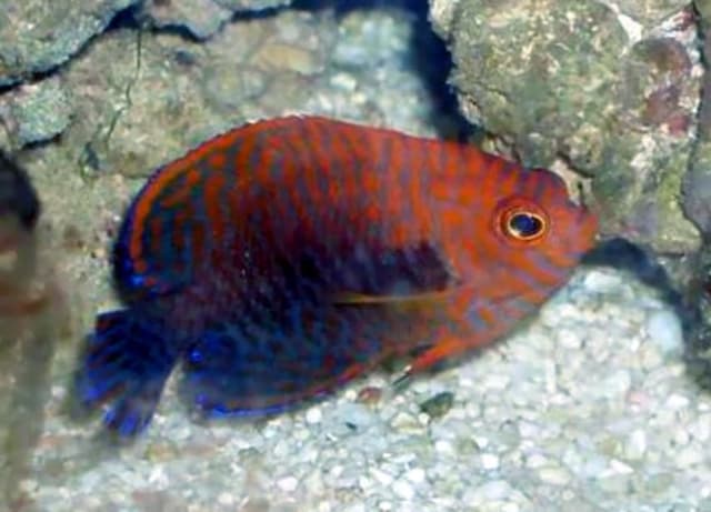 Potter's Angelfish