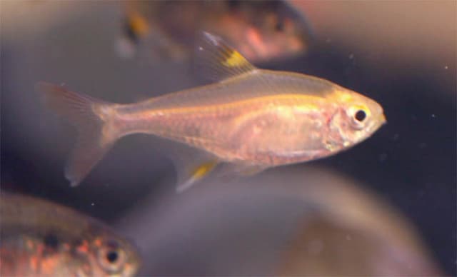 Pristella Tetra