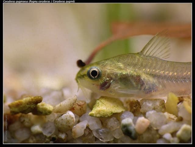 Pygmy Corydoras